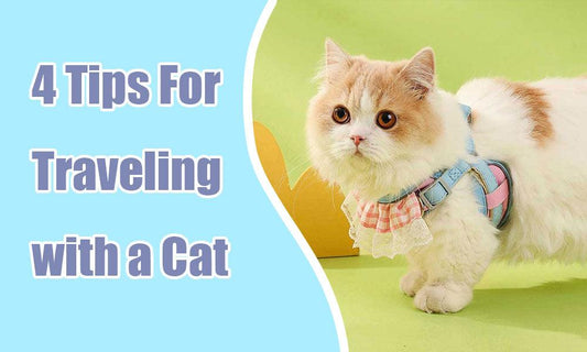 4 Tips For Traveling with a Cat - MEWCATS