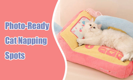Instagram-Worthy Cat Beds That Make Every Nap a Photo Op
