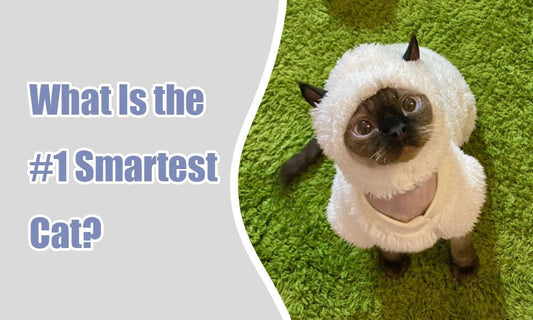 What Is the #1 Smartest Cat?