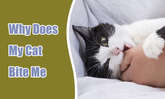 Why Does My Cat Bite Me When I Pet Them? Understanding Feline Behavior