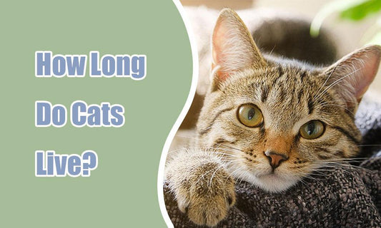 How Long Do Cats Live? Understanding Your Feline Friend's Lifespan