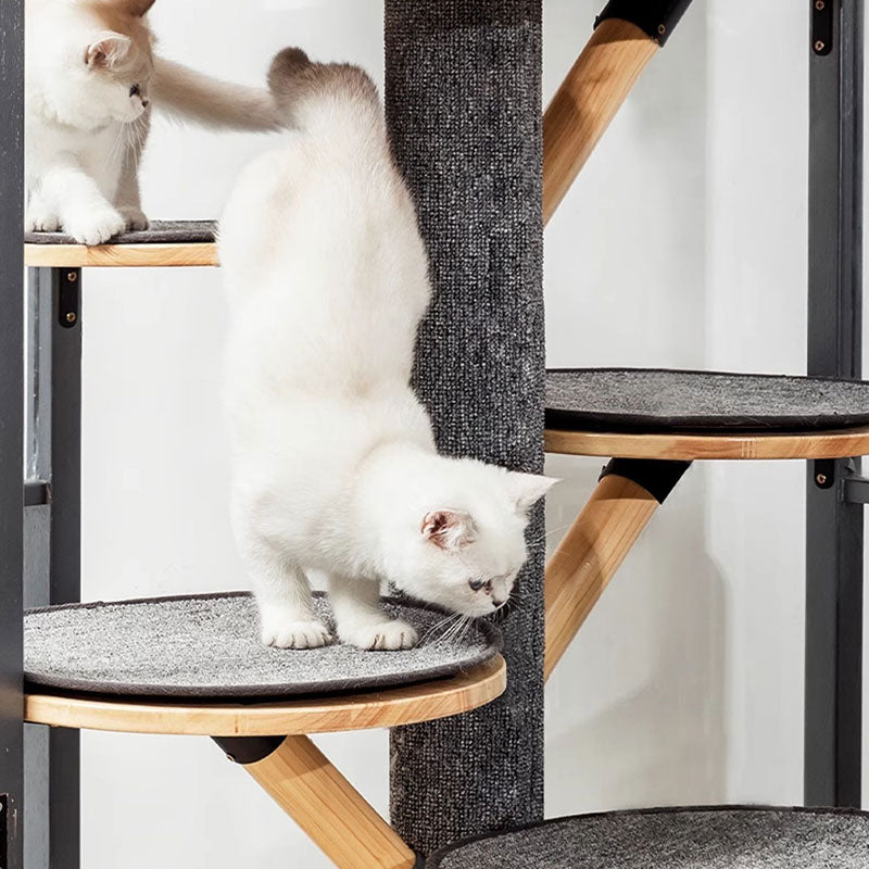 Luxury Panoramic Treehouse Glass Cat Villa