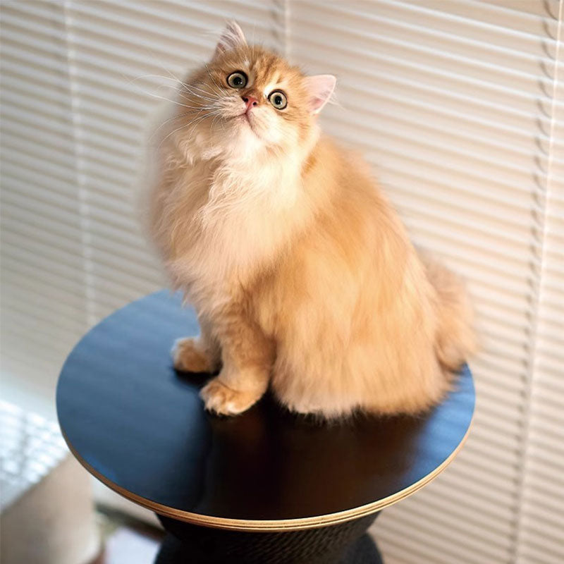 Modern Art Cat Scratching Table Furniture