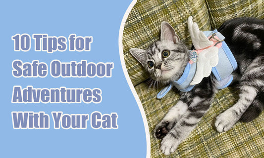 10 Tips for Safe Outdoor Adventures With Your Cat