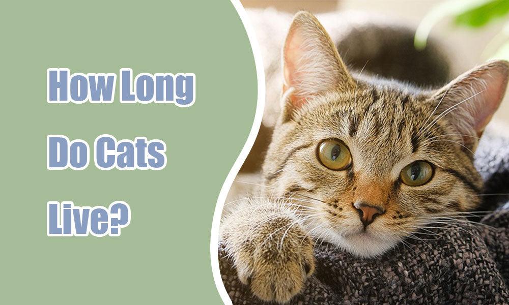 How Long Do Cats Live? Understanding Your Feline Friend's Lifespan