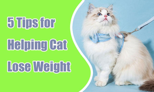 5 Tips for Helping Your Cat Lose Weight - MEWCATS