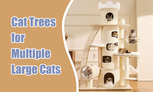 Best Cat Tree for Multiple Large Cats (No More Fighting!)