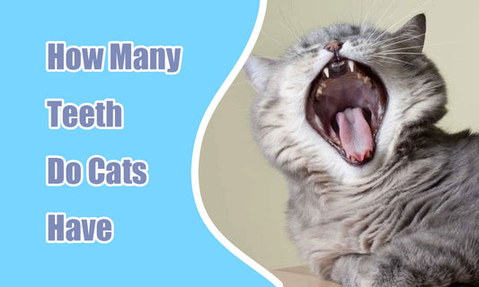 How Many Teeth Do Cats Have? A Simple, Friendly Guide for Cat Owners