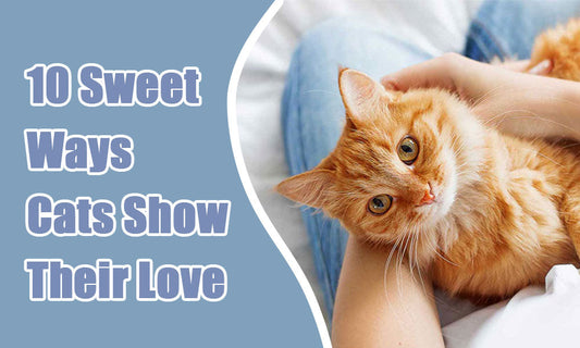 10 Sweet Ways Cats Show Their Love