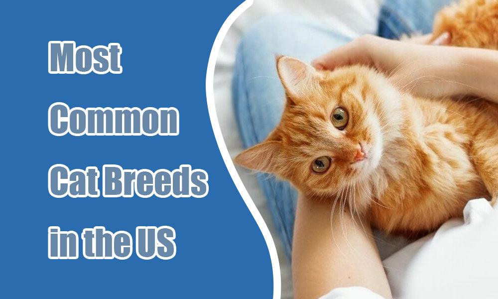 What Are the Most Common Cat Breeds in the US