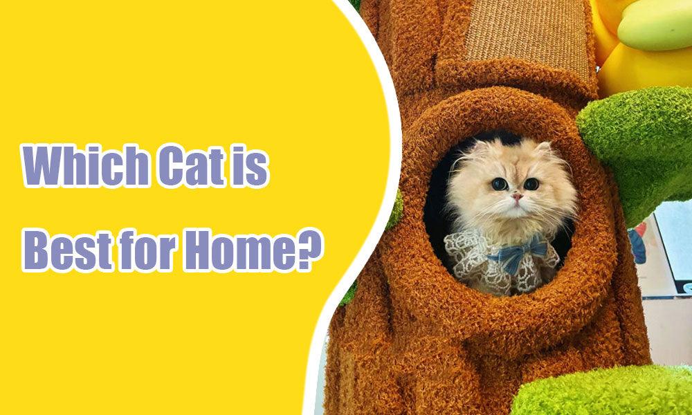 Which Cat is Best for Home?A Guide to Choosing the Right Feline Companion