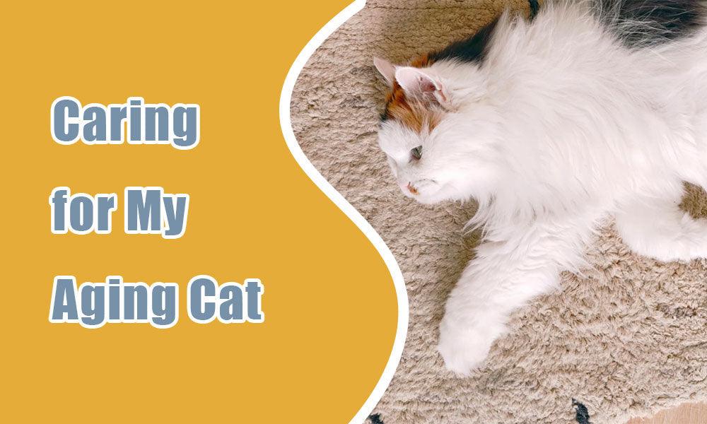 From Playful Kitten to Wise Elder: Caring for My Aging Cat