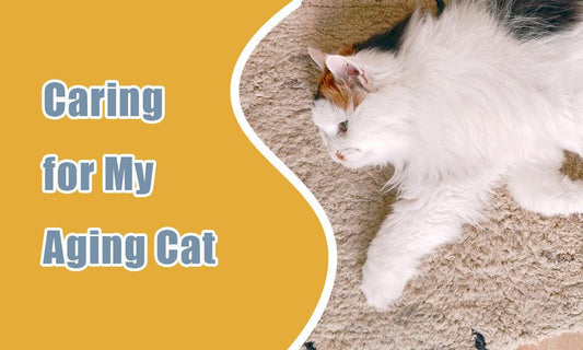 From Playful Kitten to Wise Elder: Caring for My Aging Cat