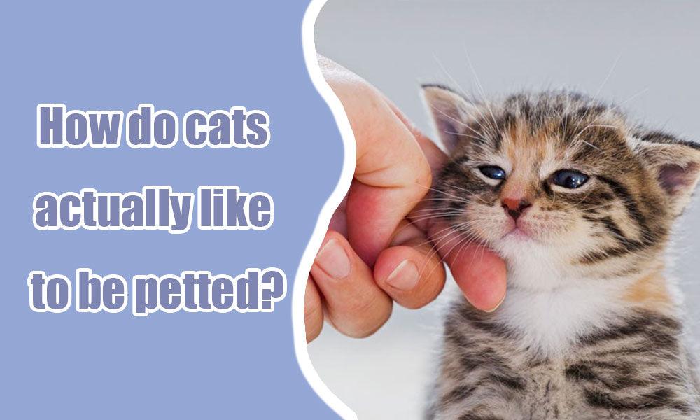 How do cats actually like to be petted? - MEWCATS