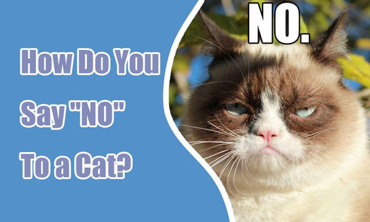 How do you say "no" to a cat? - MEWCATS