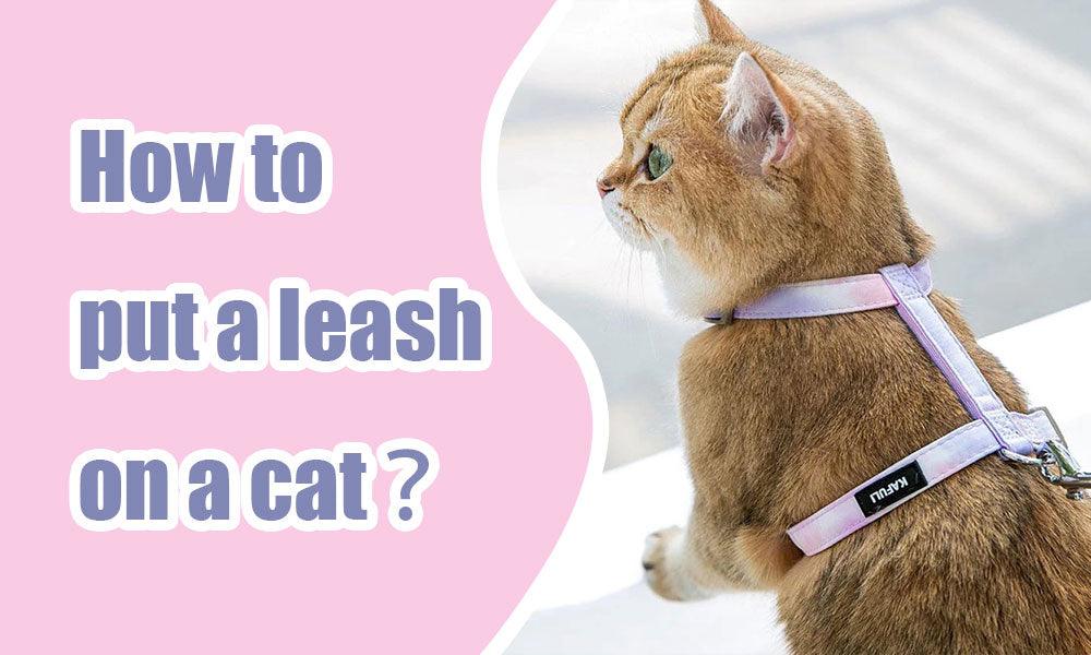 How to put a leash on a cat? - MEWCATS
