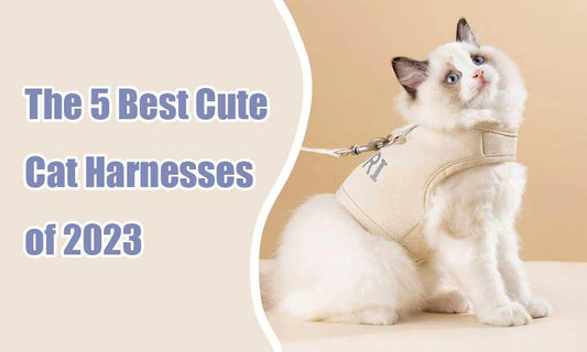 The 5 Best Cute Cat Harnesses of 2023 - MEWCATS