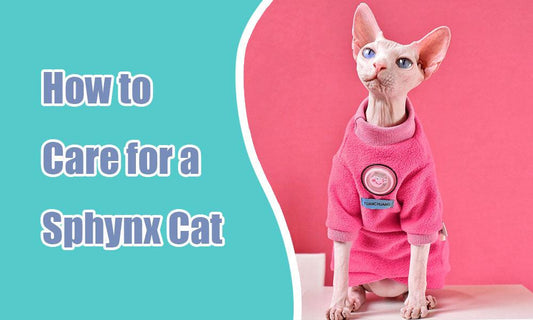 The Purr-fect Guide to Sphynx Cat Care - MEWCATS