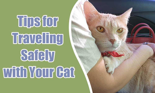 Tips for Traveling Safely with Your Cat - MEWCATS
