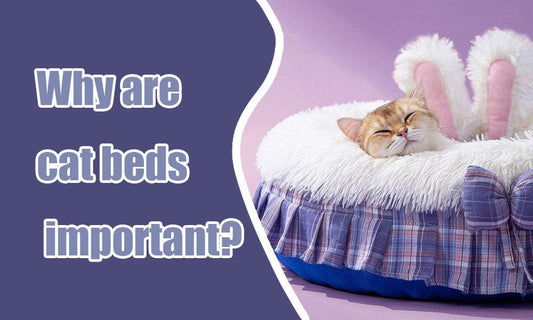 Why are cat beds important? - MEWCATS