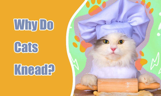 Why Cats Knead and How to Keep Them Content - MEWCATS