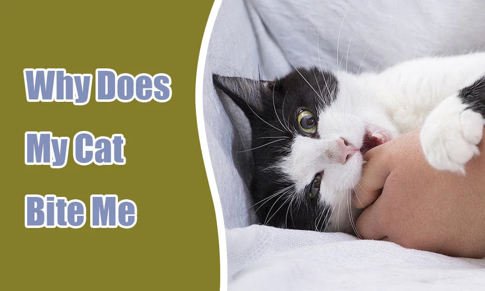 Why Does My Cat Bite Me When I Pet Them? Understanding Feline Behavior