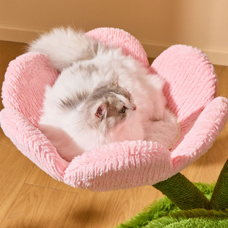 Blooming Tulip Cat Climbing Tree