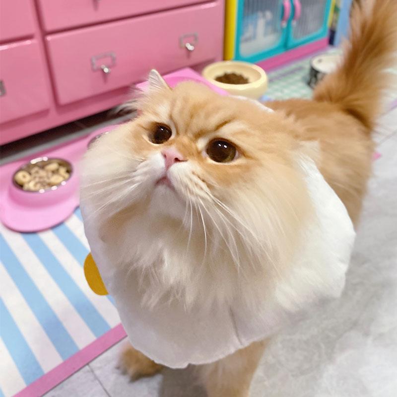 Chicks Cat Elizabethan Collar Cat Cone Headgear