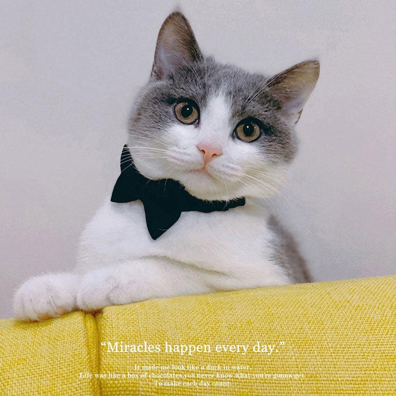 Classic Suit Bow Cat Collar