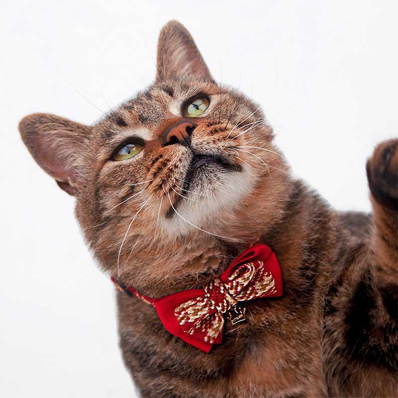 College Style Bow Cat Collar