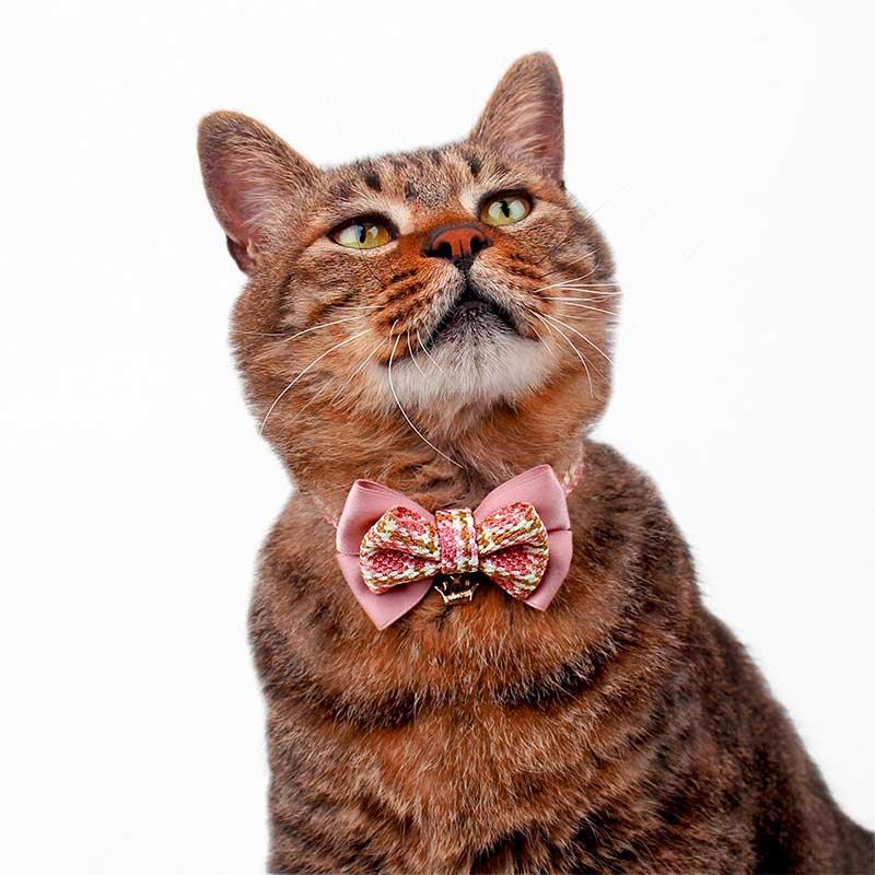 College Style Bow Cat Collar