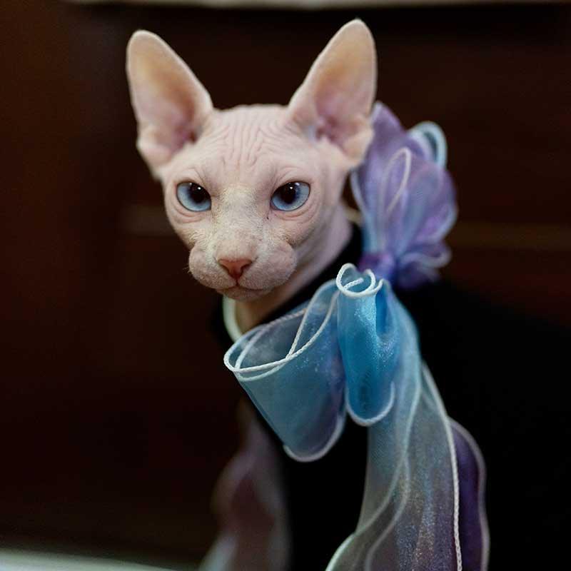 Fairy Bow Adjustable Cat Collar