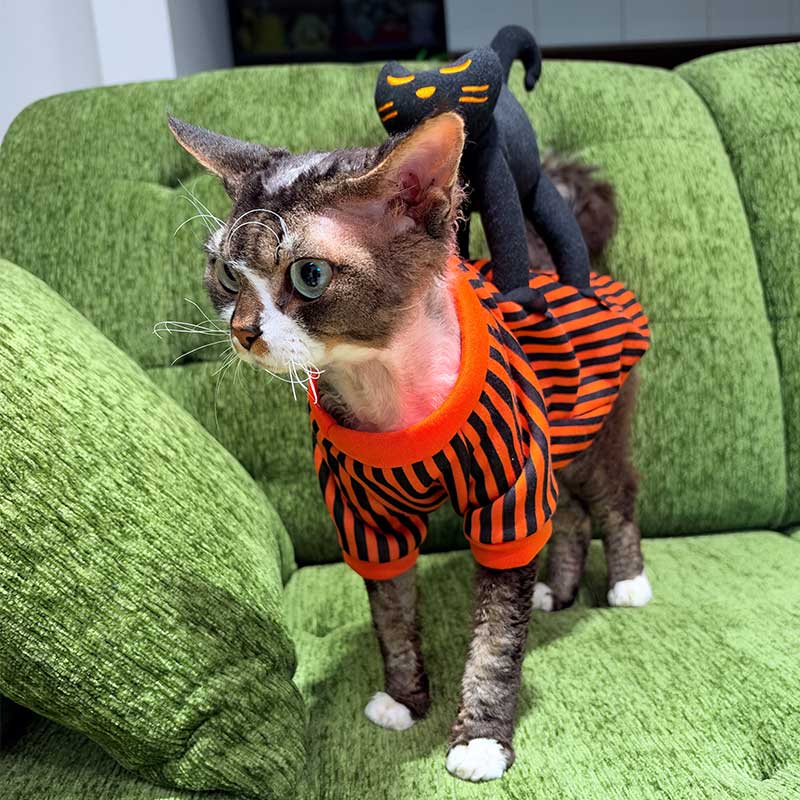 Halloween Striped Cat Riding Costume
