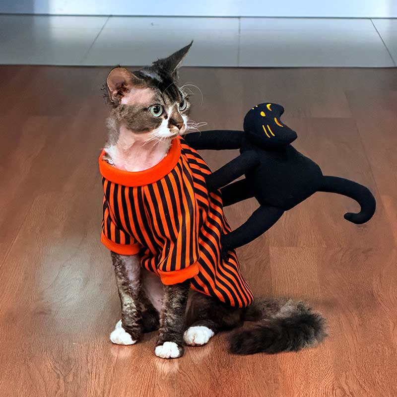 Halloween Striped Cat Riding Costume