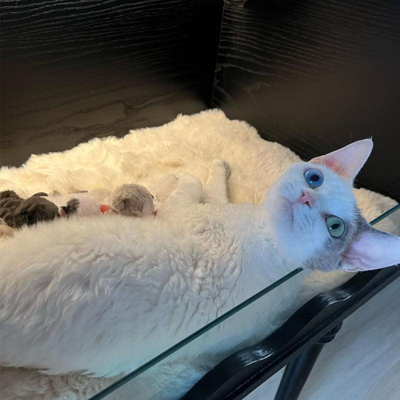 JCAT Luxury Care Center Cat Furniture