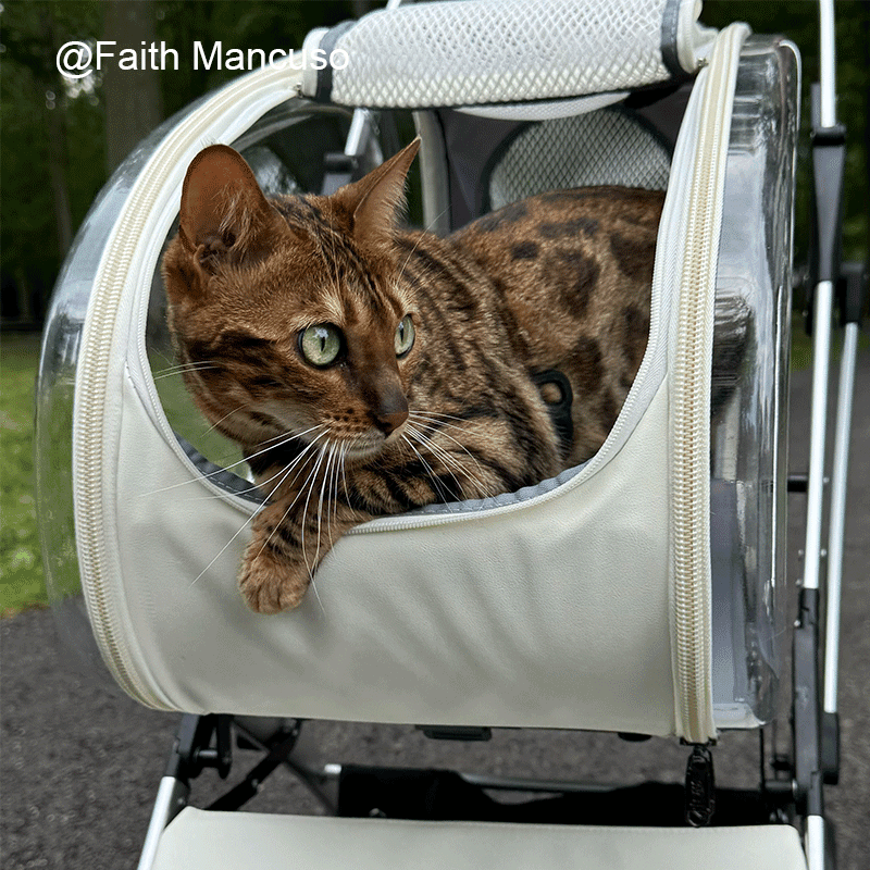 Stylish Detachable Cat Stroller 3 Color Pet Carrier on Wheels