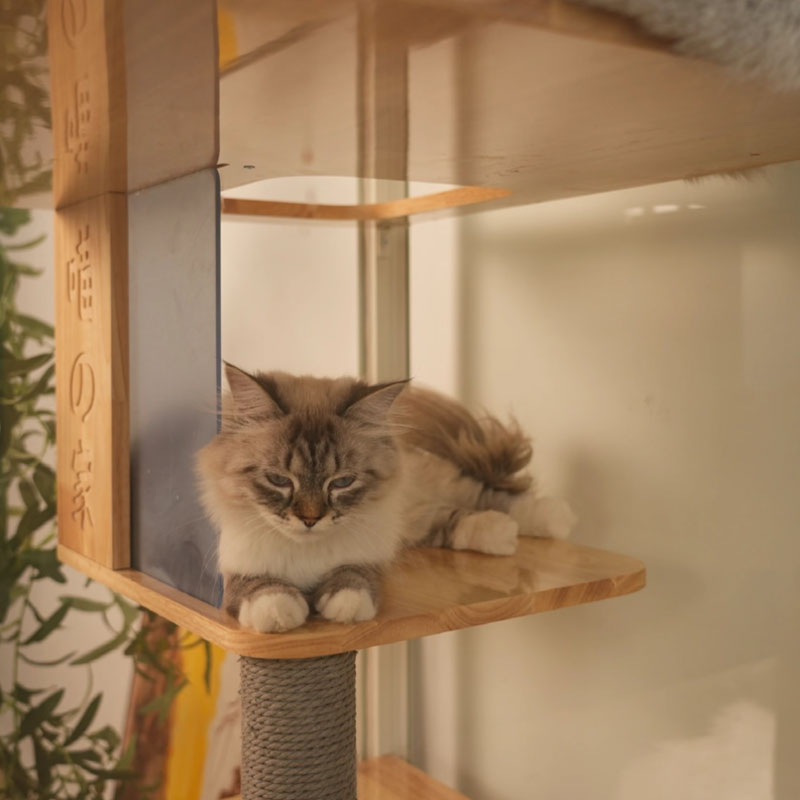 Wonderland Premium Panoramic Cat Villa