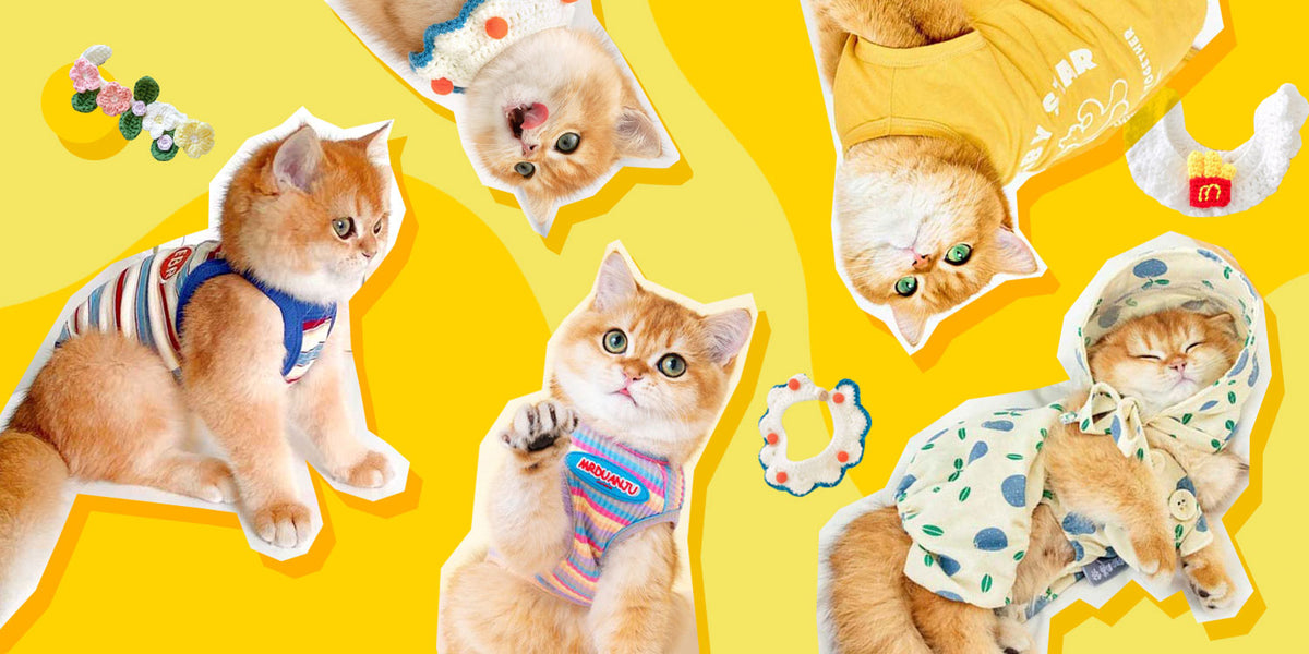 Mewcats-Your one-stop solution for all your cat needs – MEWCATS