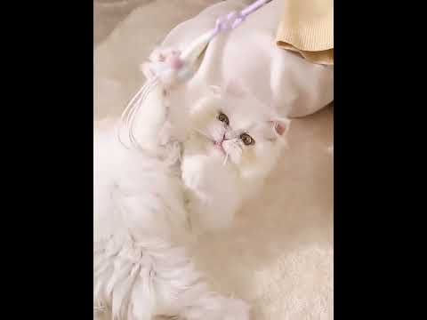 Cute Cat Toy Wand Kitty Interactive Stick