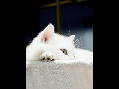 Hole Floor to Ceiling Cat Climbing Frame Tree