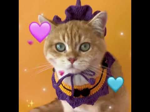 Halloween Cat Collar Handmade Hats Pumpkin Costume