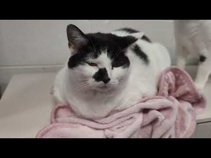 Customized Solid Wood Cat Door with Window