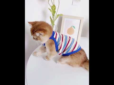 Summer Clashing Cat Vest 3 Color Pet Clothes