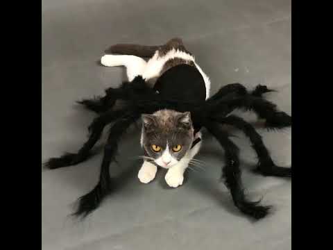 Halloween Cat Black Spider Costume MEWCATS