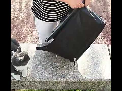 Folding Pet Handbag Breathable Travel Tote Cat Carrier Shoulder Bag
